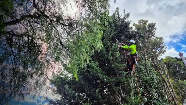 Bayside Trees | Tree Removal & Pruning cover
