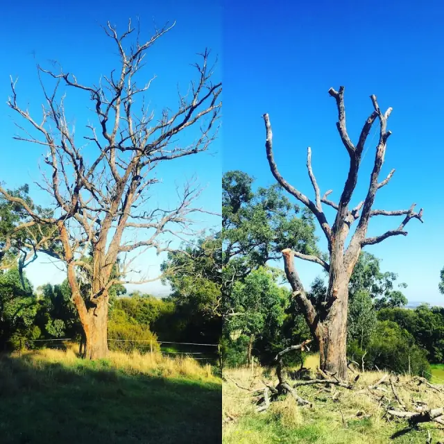 Bees Trees Service