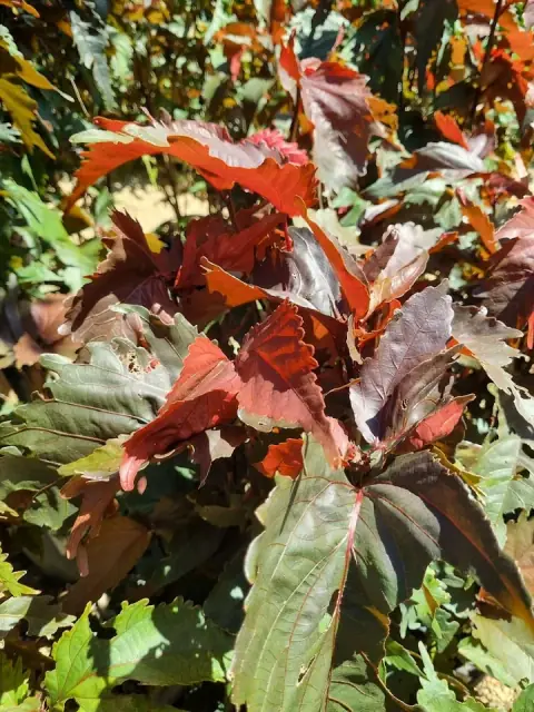 Benaraby Junction Nursery cover