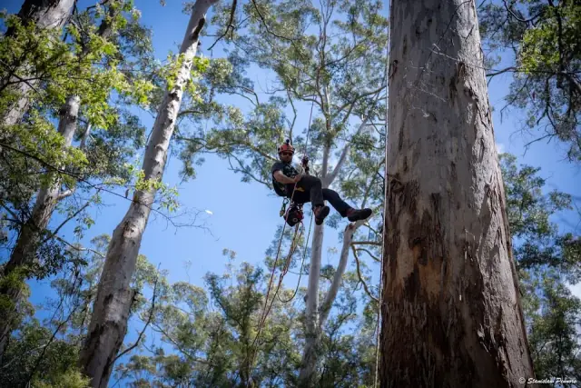 Big Moose Tree Service