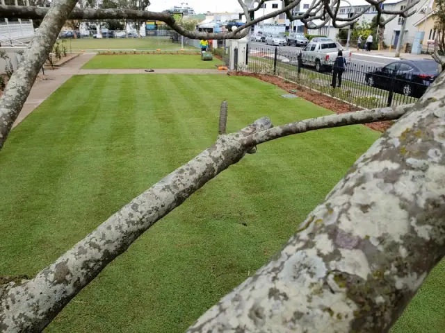 Blue Tongue Landscaping & Maintenance