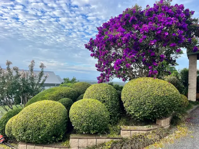 Bluebeard Lawn and Gardens