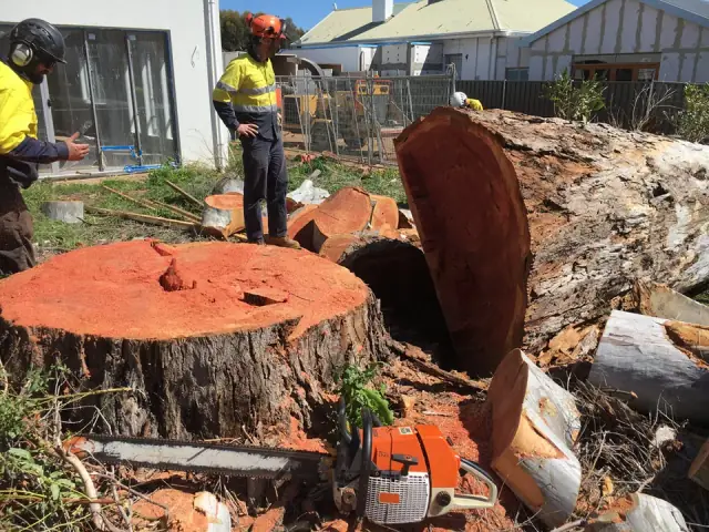 Boss Tree And Stump Removal Northern Adelaide