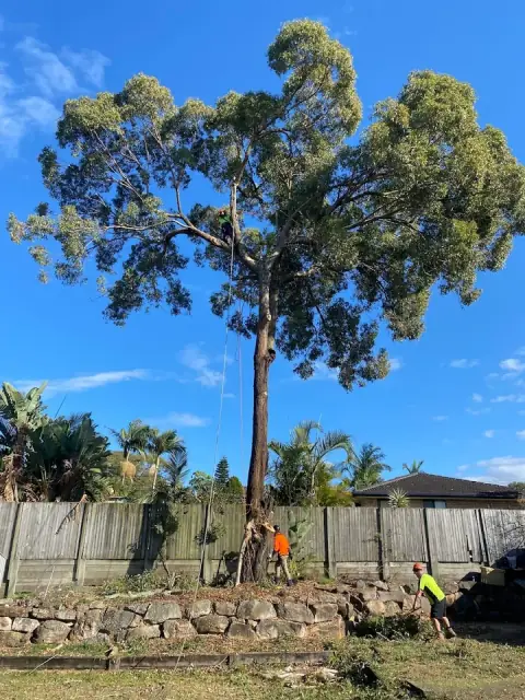 Boss Tree Services