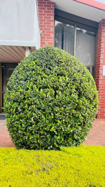 BP Blitz Garden Maintenance and Landscaping Services- Southern Adelaide cover