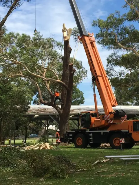 Branch Management Total Tree Services - Newcastle Tree Removal cover