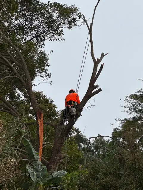 Branch Manager Tree Services
