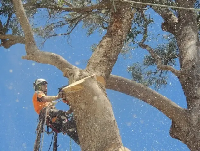 Branching Out Tree Care