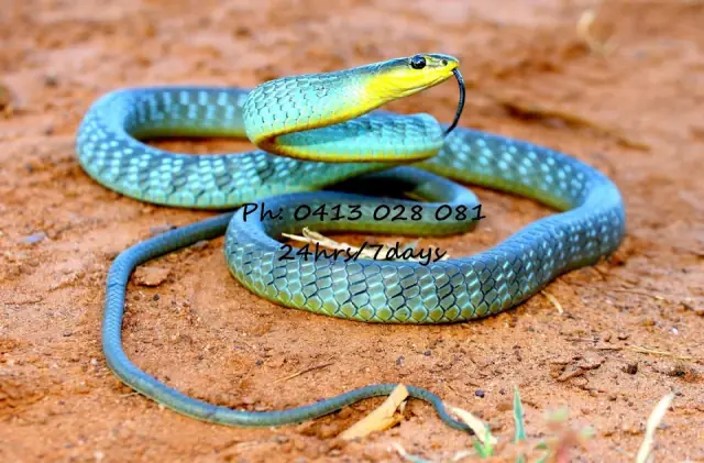 Brisbane Snake Catchers