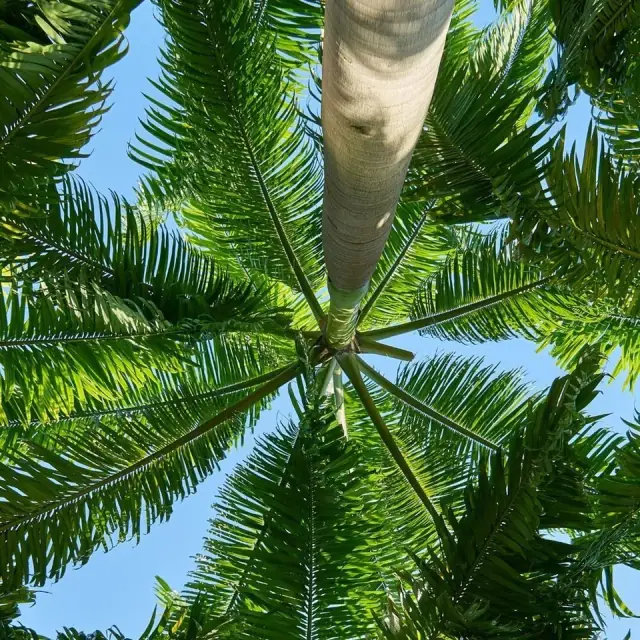 Brisbane Tree Removal cover