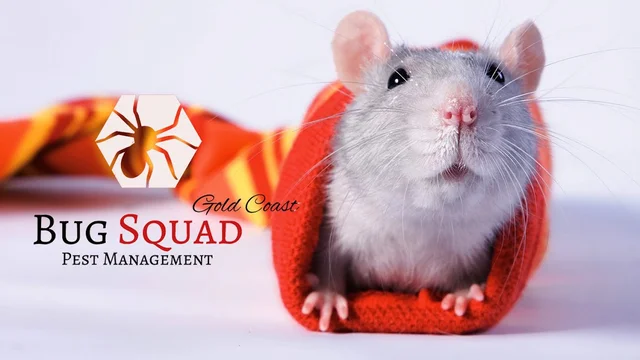 Bug Squad Gold Coast