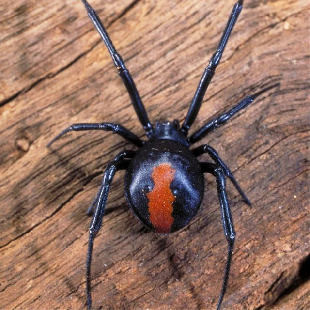 Bugga Off Pest Co