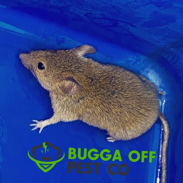 Bugga Off Pest Co cover