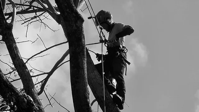 Bumble Bee Tree Services