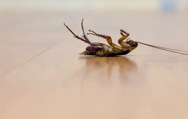 Bunbury Pest & Weed Solutions cover