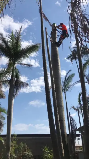Bundy & Bargara Tree Service cover