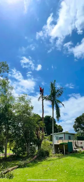 Bush Boys Tree Removal Pty Ltd