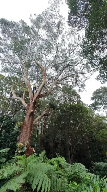 Byron Bay Stump Removal