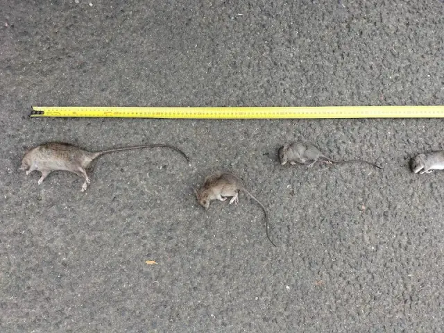 C & C Pest Control cover