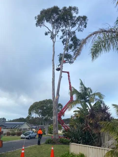 C & S Tree Services cover