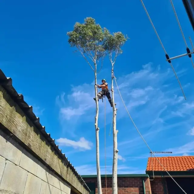 Spider Monkey Tree Worx