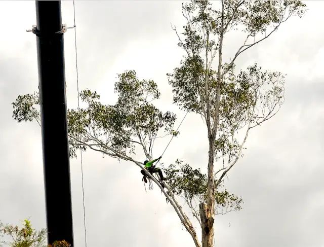 Silky Tree Care