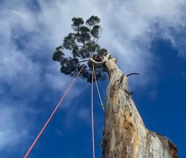Tree Guy Tasmania Pty Ltd