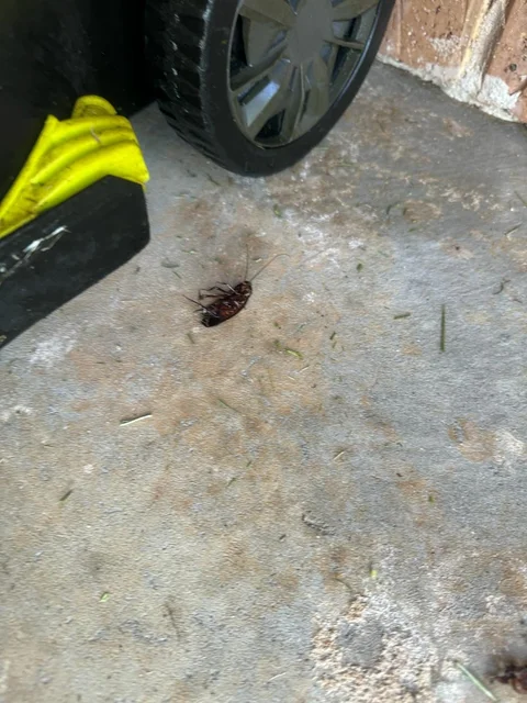 Call 2 Kill Pest Control