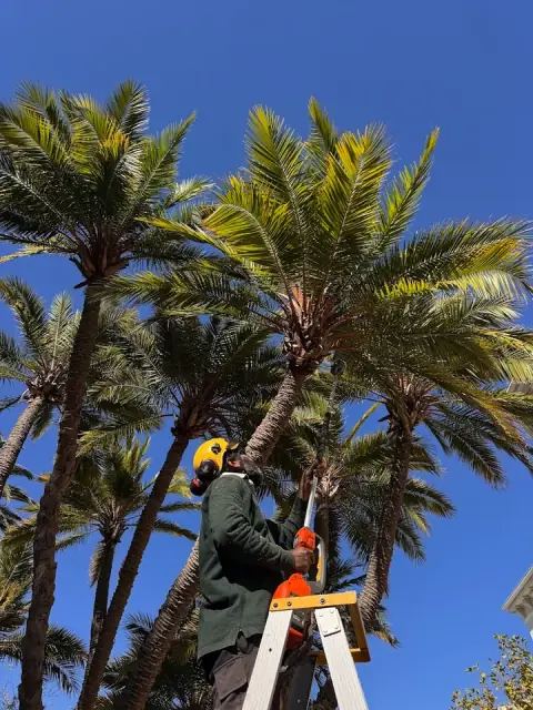 Calm your Palm — Trees & Gardens cover