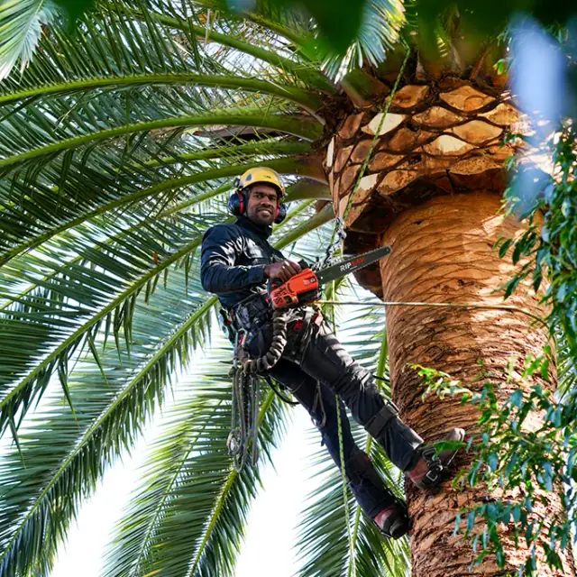 Calm your Palm — Trees & Gardens