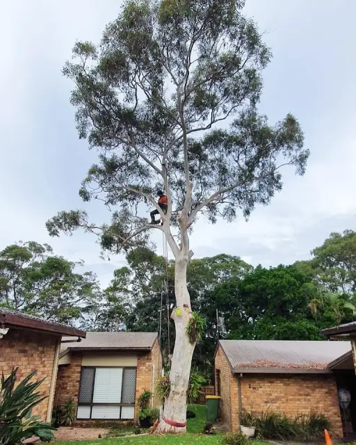 Caloundra Trees