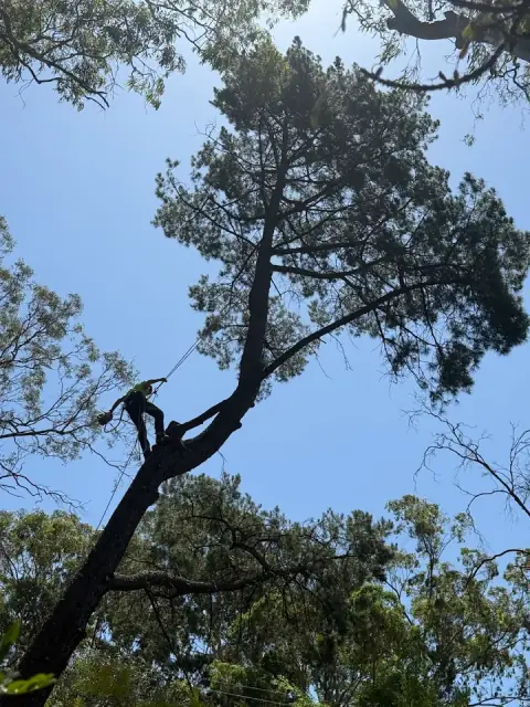 Calypso Tree Co cover