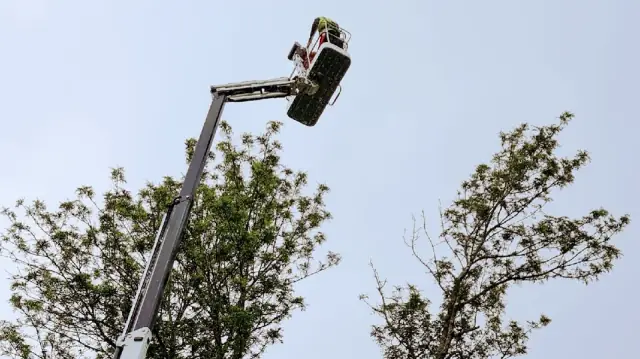 Campbell’s Tree Care