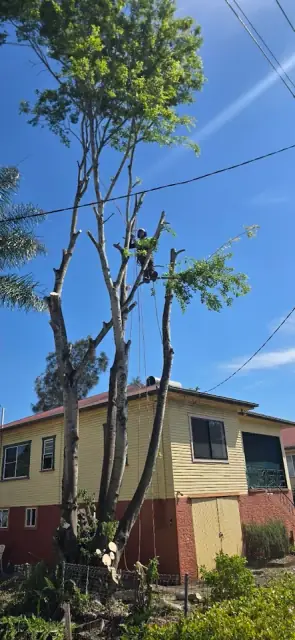 Campbell’s Tree Care cover