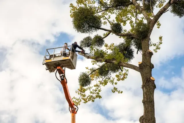 Campbell Tree Care cover