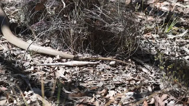 Canberra Snake Consultant cover