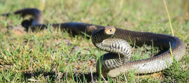 Canberra Snake Consultant