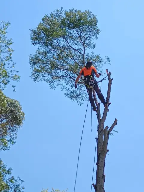 Canopy Man Tree Care