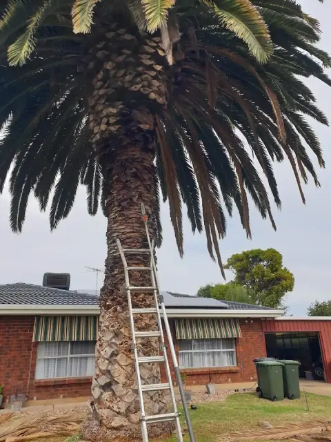 Canopy Man Tree Care