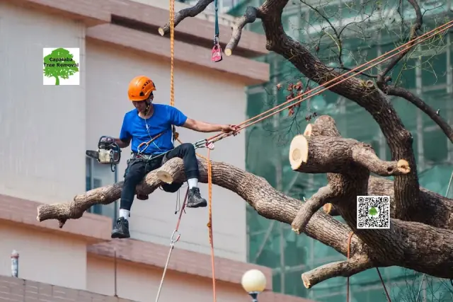 Capalaba Tree Removal