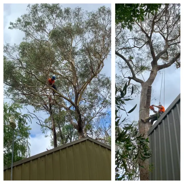 CB TREE SERVICES PTY LTD