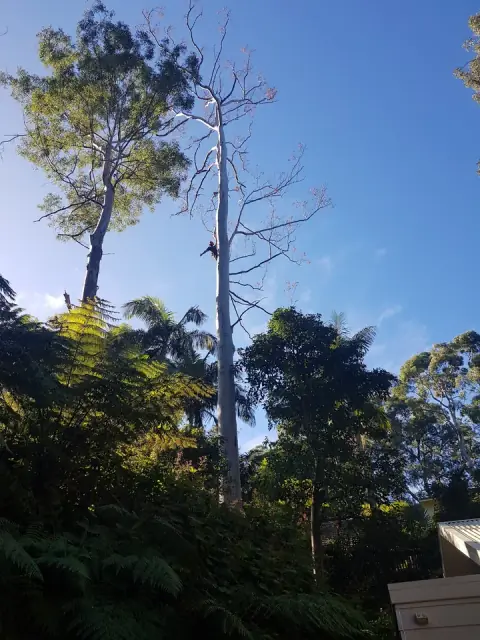 All Around Trees Services - AATS