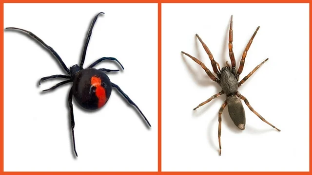 Cedar Pest & Property Services