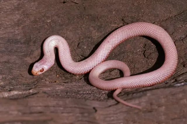 Central Coast Snake Catchers cover