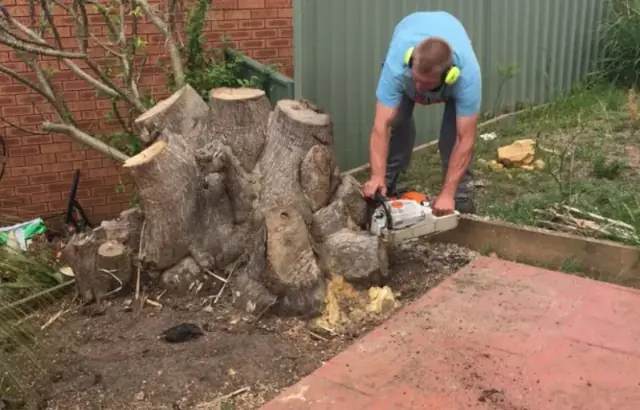 Central Coast Tree Removal