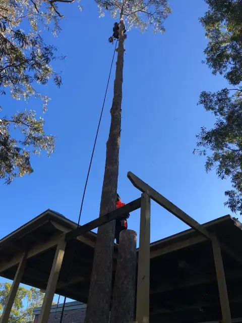 Central Coast Tree Services & Removal Group