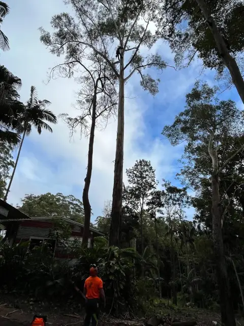 Central Tree Services Sunshine Coast