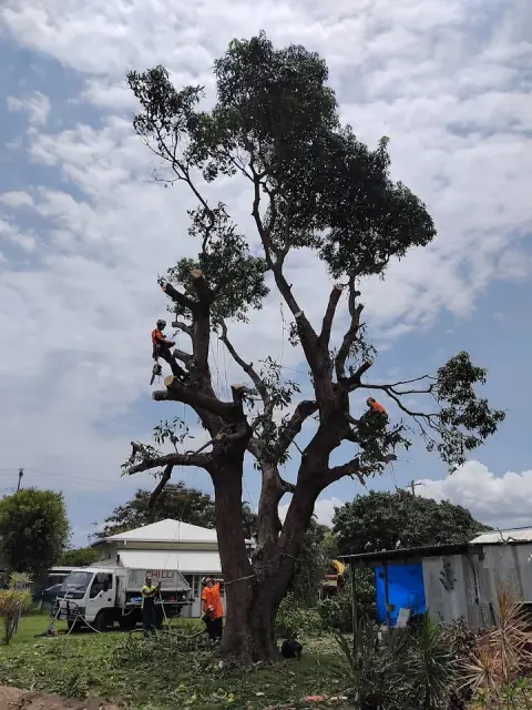 Chilli Tree Services