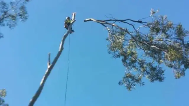 Chimpantrees