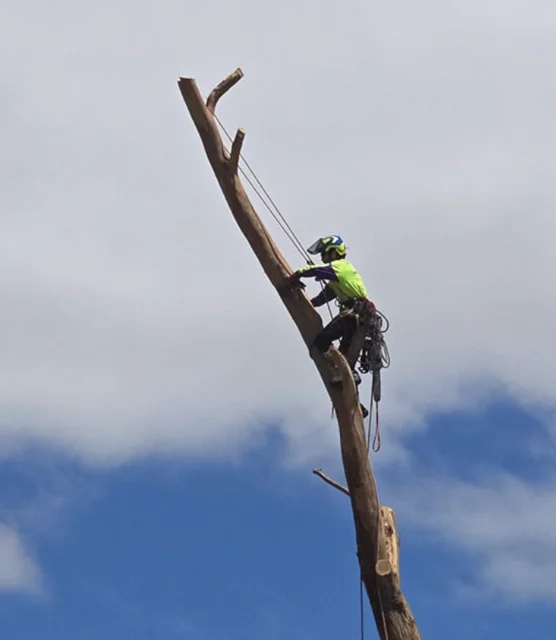 Chop It Tree Services cover